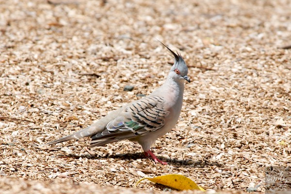 AustraliaEast 10  009